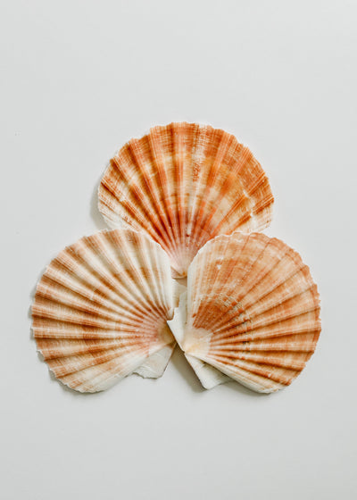 Sea Shell